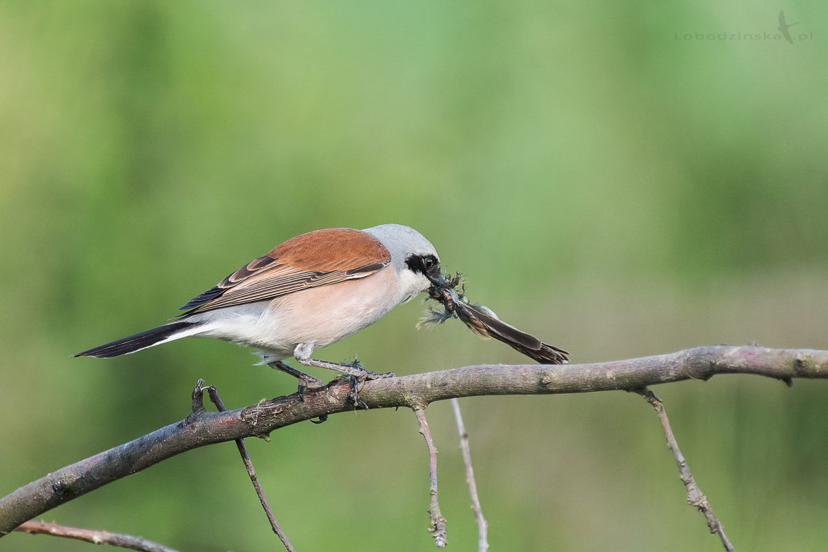 Gąsiorek (Lanius collurio)