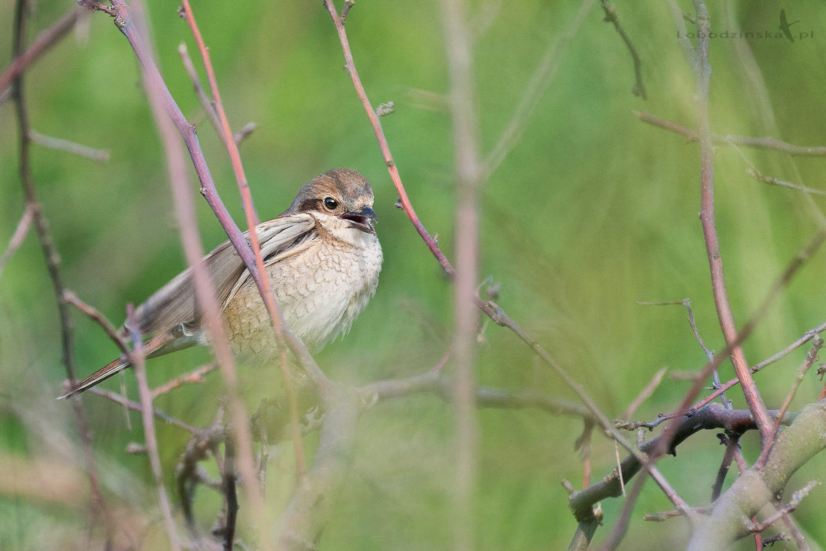 Gąsiorek (Lanius collurio)