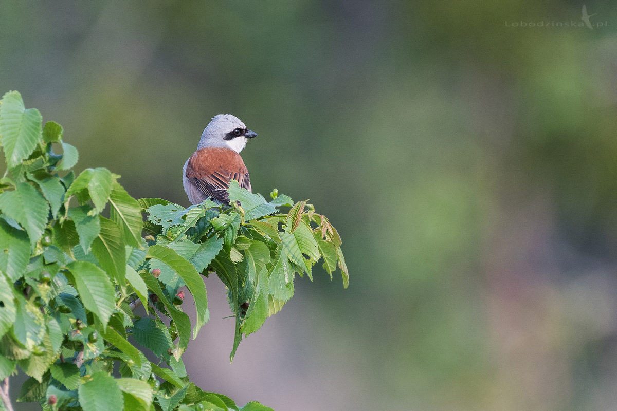 Gąsiorek (Lanius collurio)