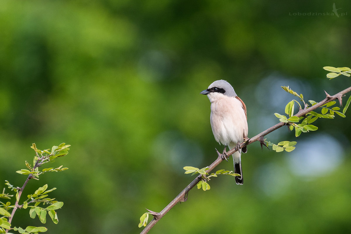 Gąsiorek (Lanius collurio)