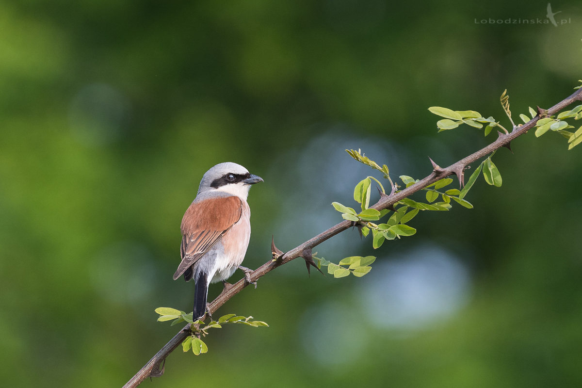 Gąsiorek (Lanius collurio)