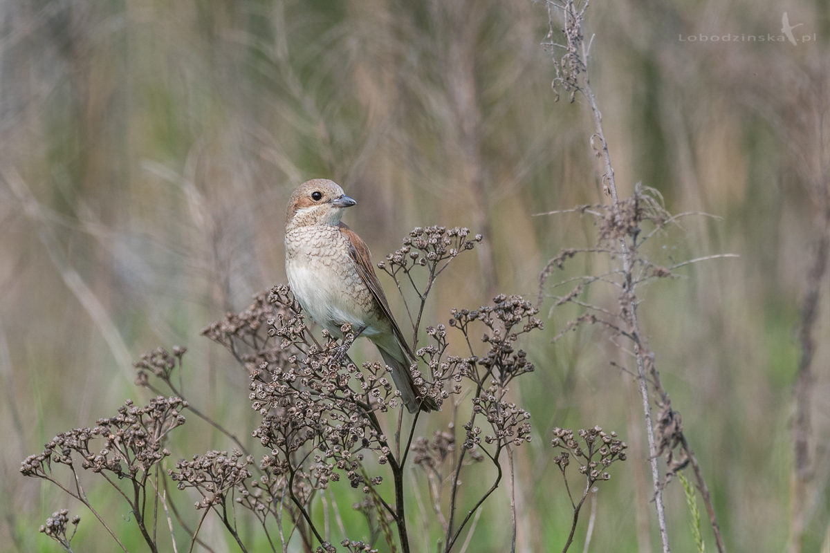 Gąsiorek (Lanius collurio)