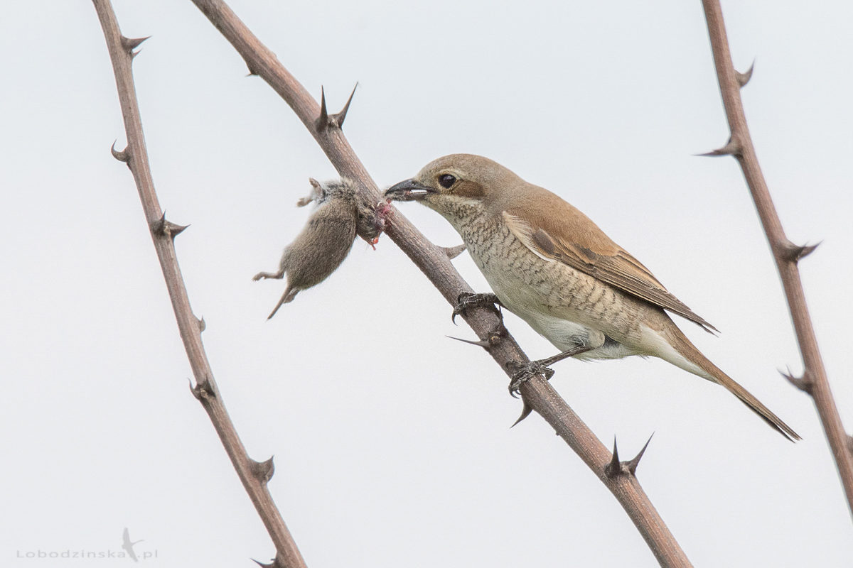 Gąsiorek (Lanius collurio)