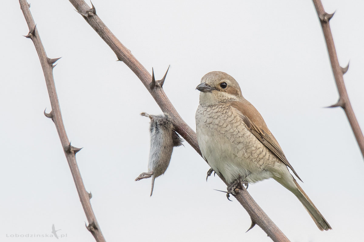 Gąsiorek (Lanius collurio)