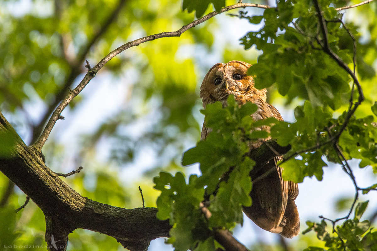 Puszczyk (Strix aluco)