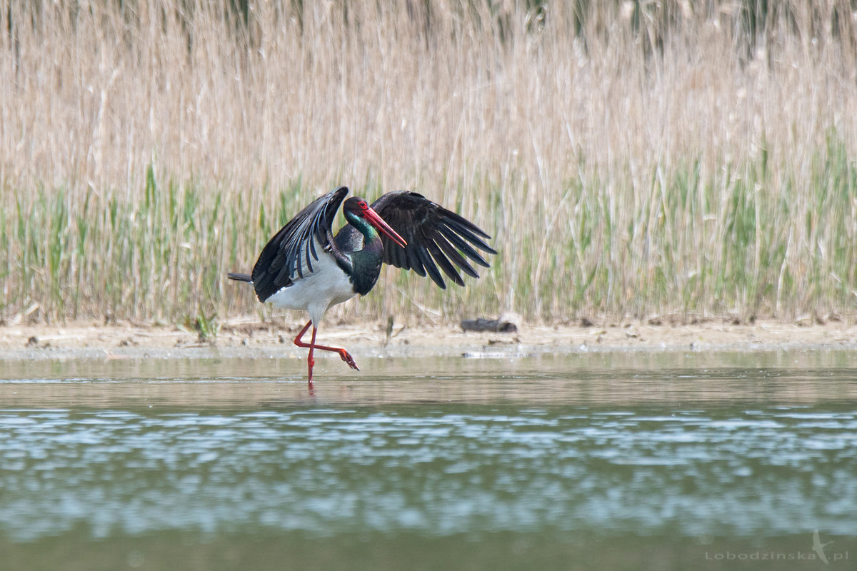 Bocian czarny (Ciconia nigra)