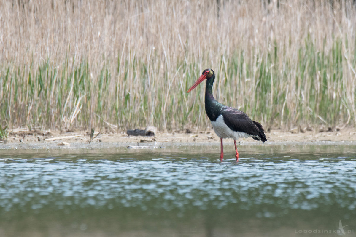 Bocian czarny (Ciconia nigra)