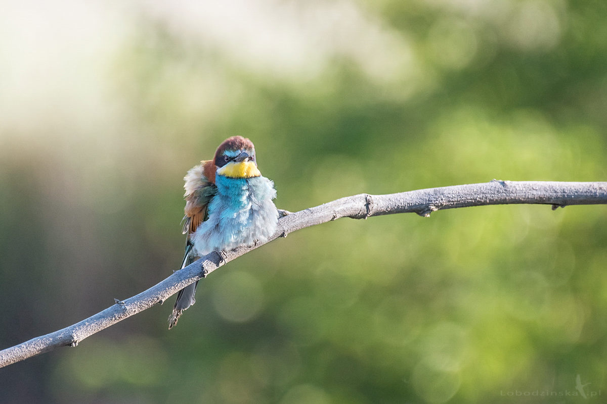 Żołna (Merops apiaster)