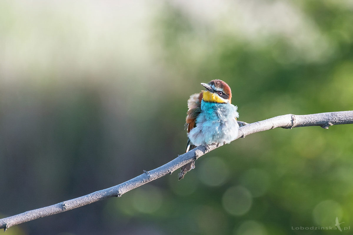 Żołna (Merops apiaster)