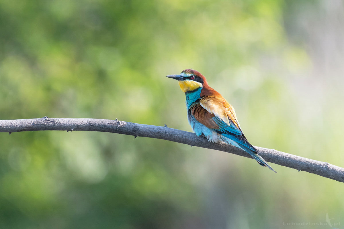 Żołna (Merops apiaster)