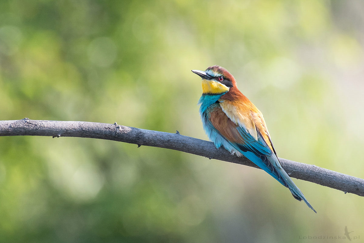 Żołna (Merops apiaster)