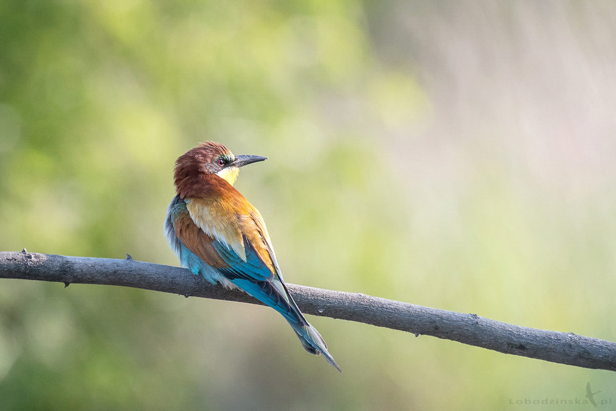 Żołna (Merops apiaster)