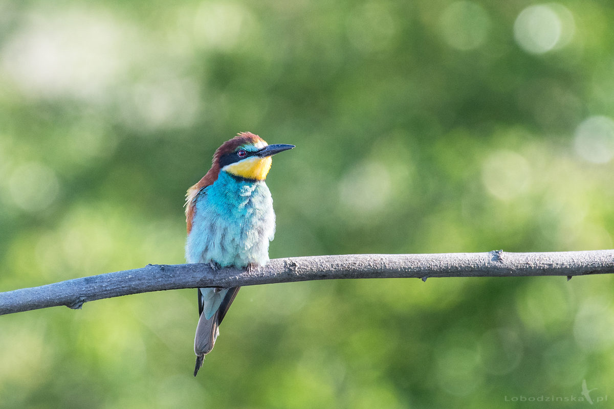 Żołna (Merops apiaster)