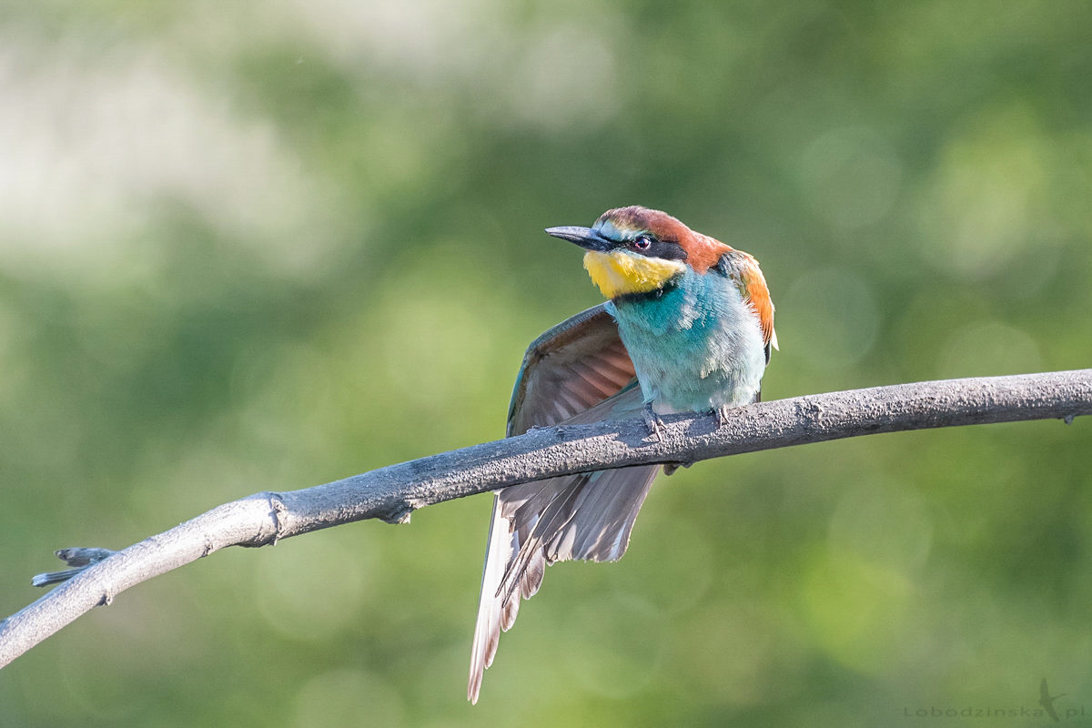 Żołna (Merops apiaster)