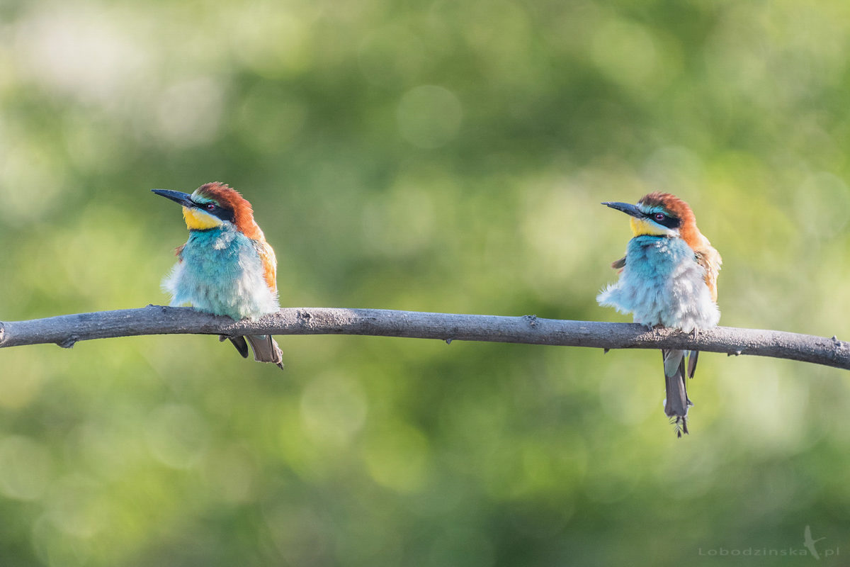 Żołna (Merops apiaster)