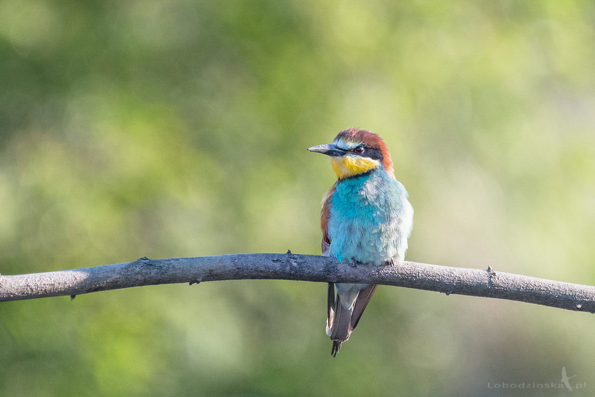 Żołna (Merops apiaster)