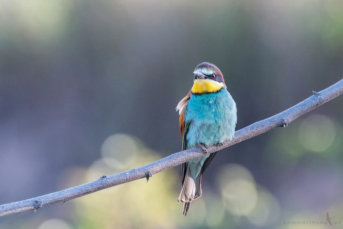 Żołna (Merops apiaster)