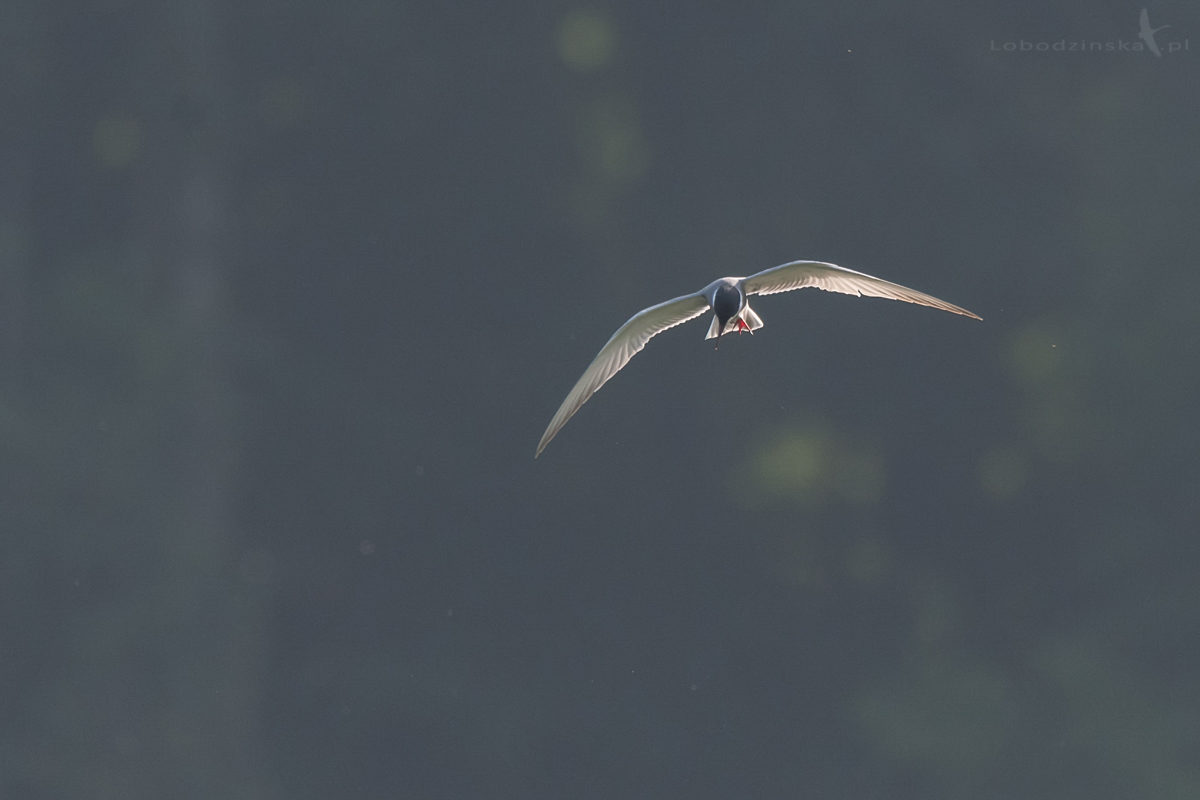 Rybitwa białowąsa (Chlidonias hybrida)