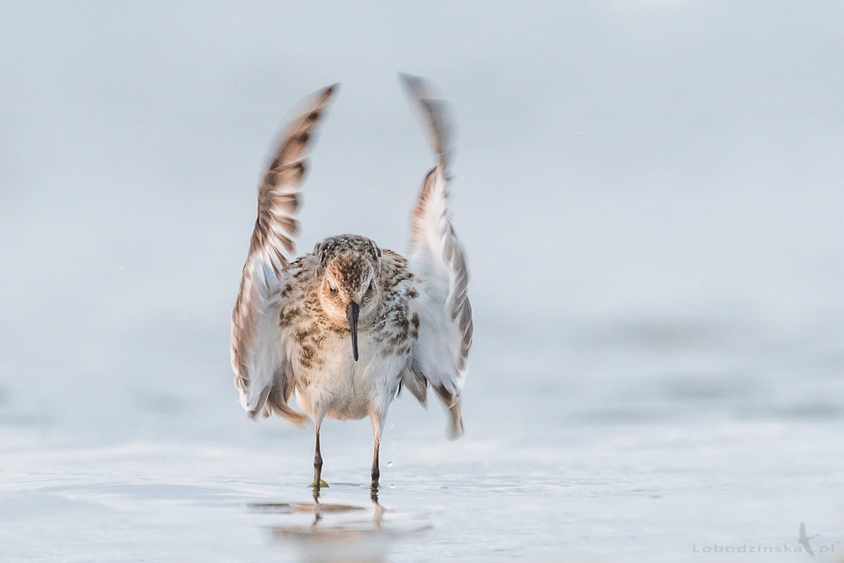 Biegus zmienny (Calidris alpina)