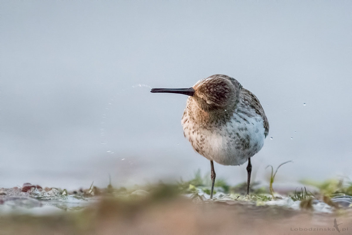 Biegus zmienny (Calidris alpina)