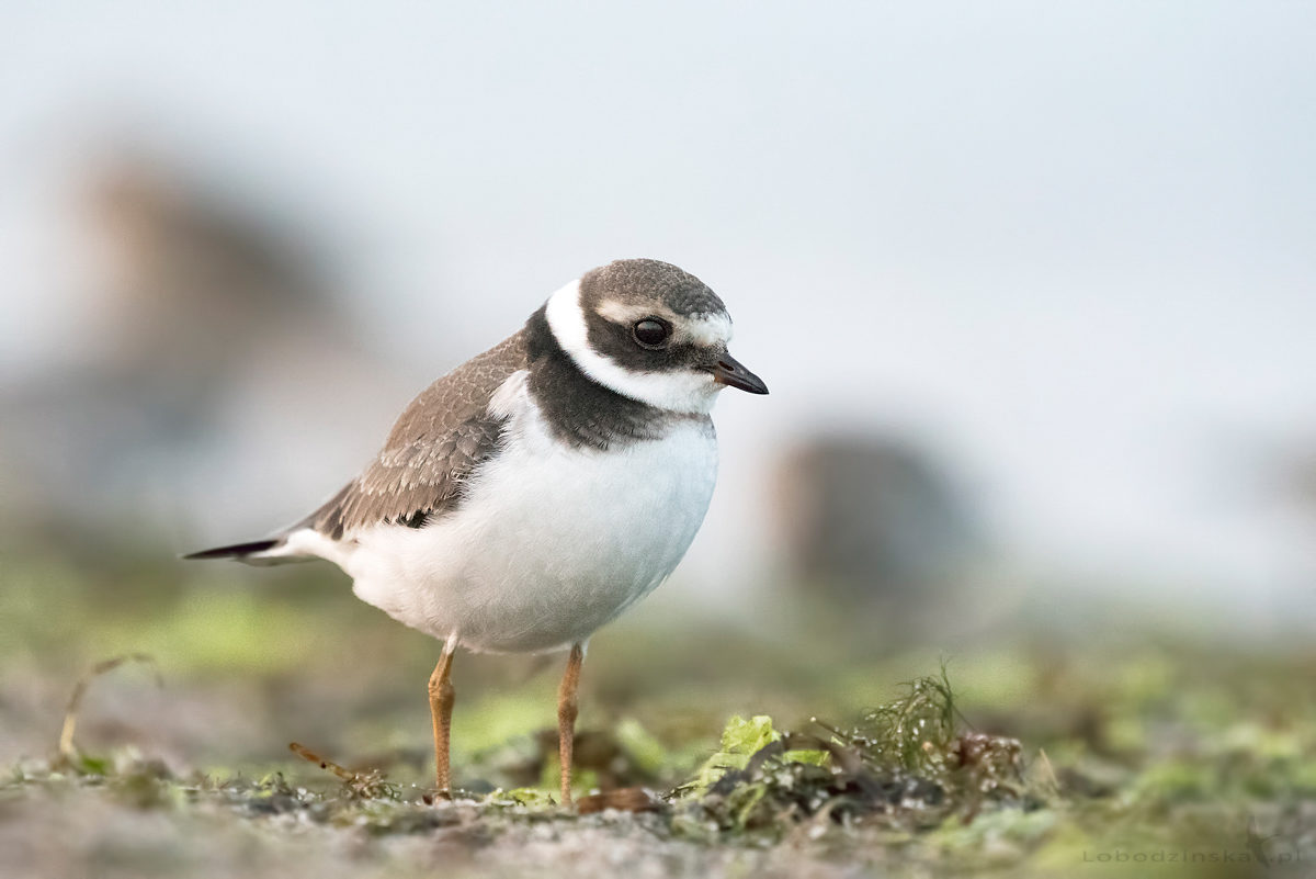 Sieweczka obrożna (Charadrius hiaticula)