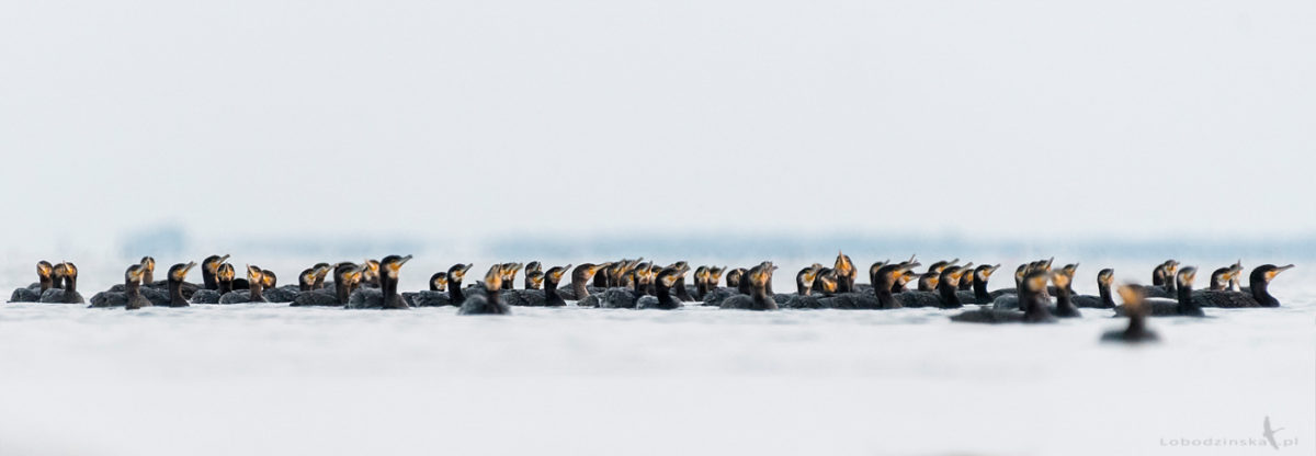 Kormorany (Phalacrocorax carbo)