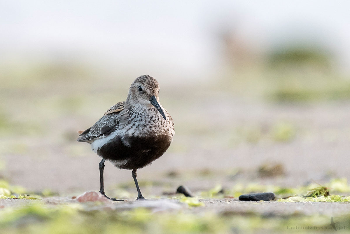 Biegus zmienny (Calidris alpina)