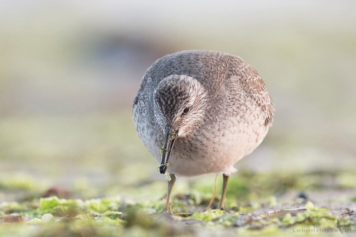 Biegus rdzawy (Calidris canutus)