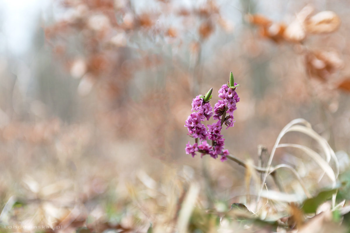 Wawrzynek wilczełyko (Daphne mezereum)