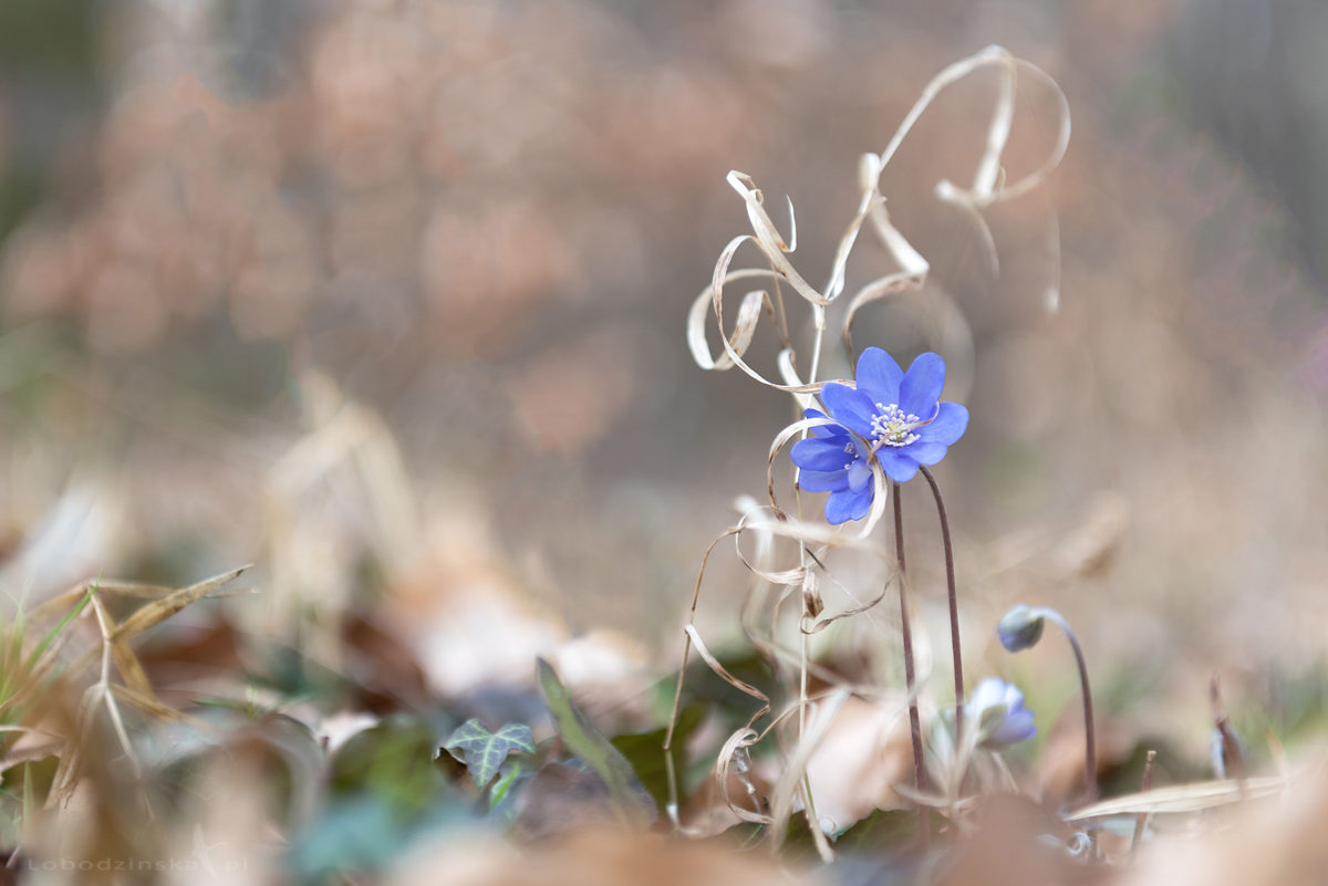 Przylaszczka pospolita (Hepatica nobilis Mill.)