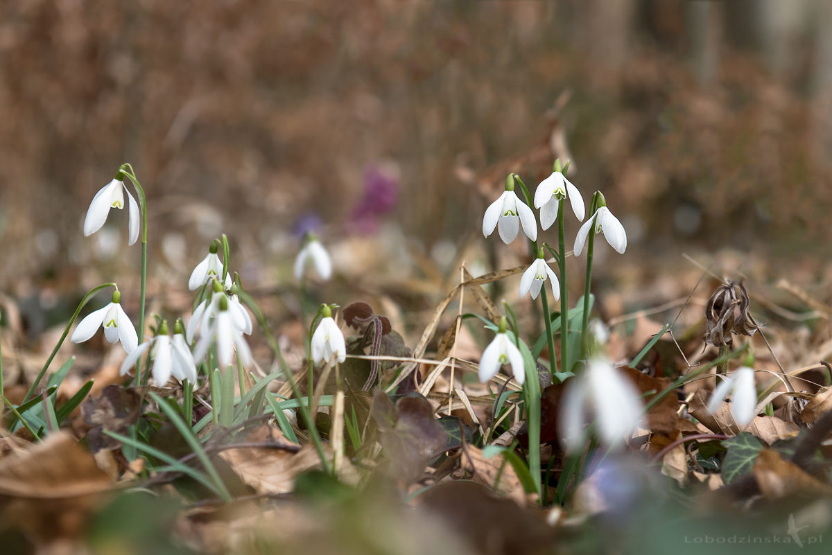 Przebiśniegi (Galanthus nivalis)