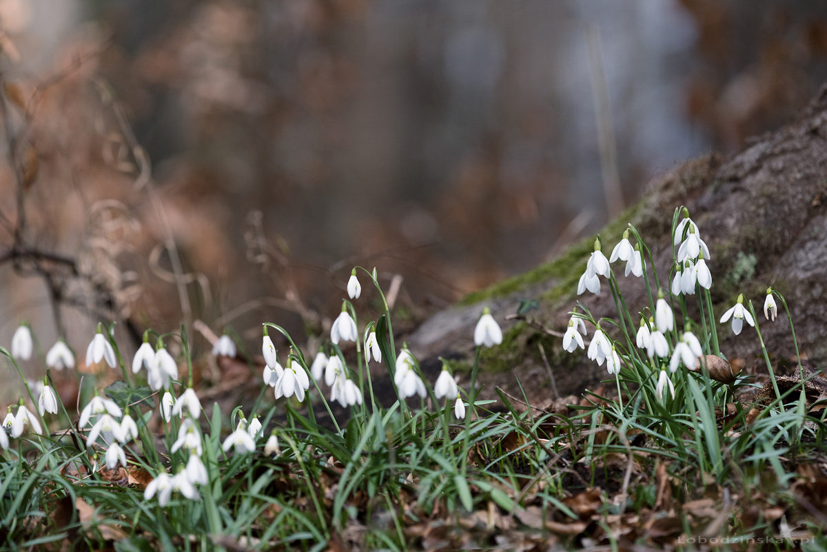 Przebiśniegi (Galanthus nivalis)