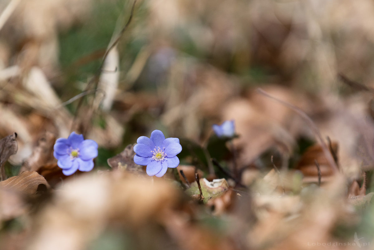 Przylaszczka pospolita (Hepatica nobilis Mill.)