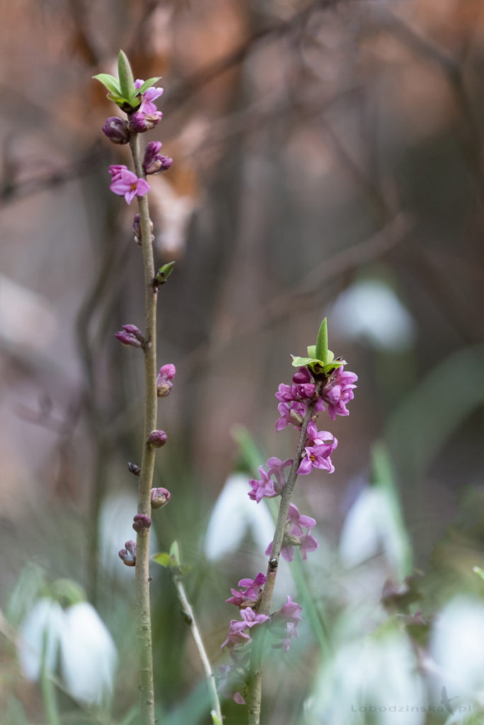 Wawrzynek wilczełyko (Daphne mezereum)