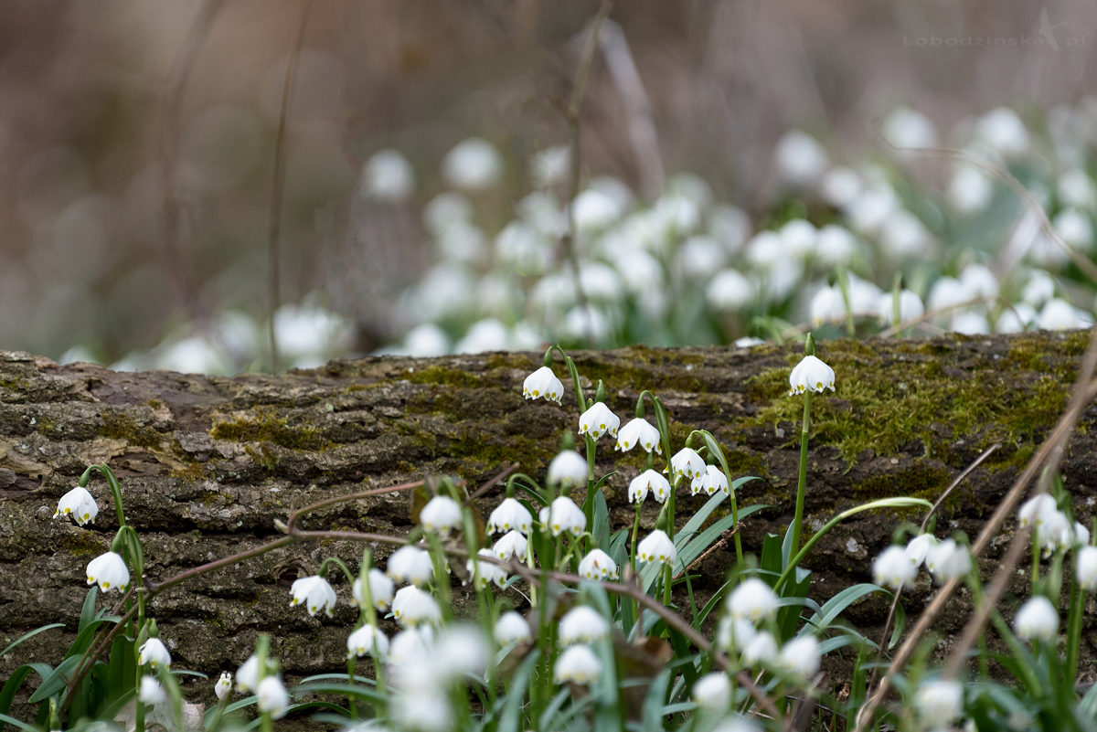 Śnieżyca wiosenna (Leucojum vernum)