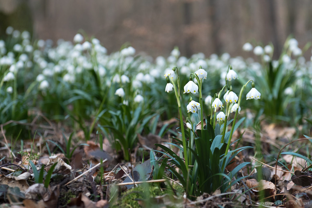 Śnieżyca wiosenna (Leucojum vernum)