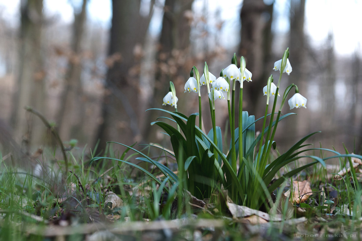 Śnieżyca wiosenna (Leucojum vernum)