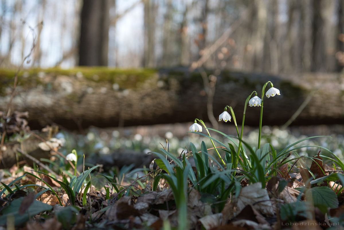 Śnieżyca wiosenna (Leucojum vernum)