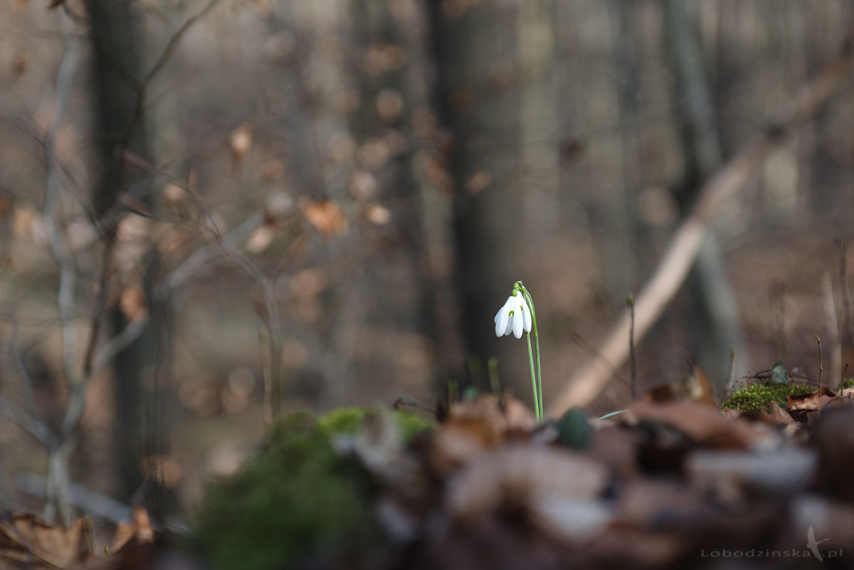 Przebiśniegi (Galanthus nivalis)