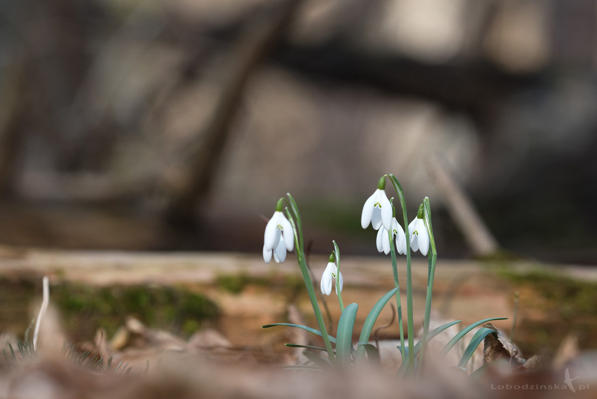 Przebiśniegi (Galanthus nivalis)