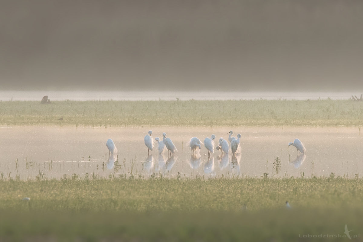 Czapla biała (Egretta alba)