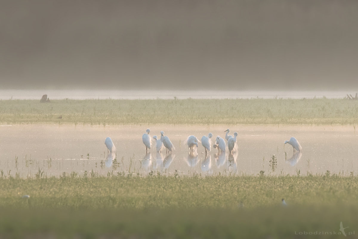 Czapla biała (Egretta alba)