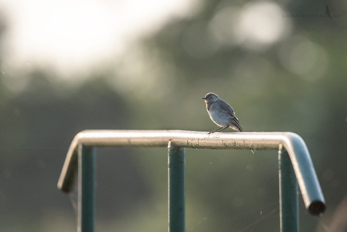 Pliszka siwa (Motacilla alba)