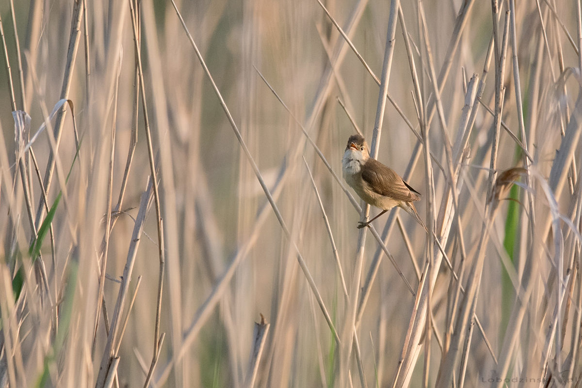 Trzciniak (Acrocephalus arundinaceus)