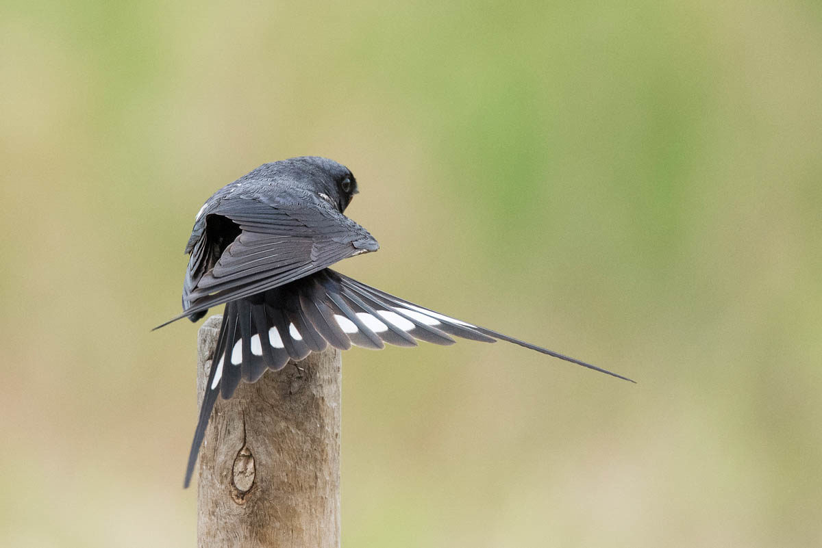 Dymówka (Hirundo rustica)