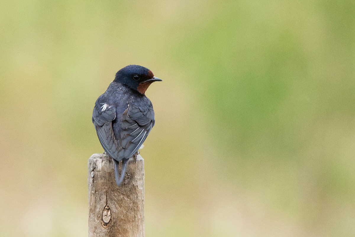 Dymówka (Hirundo rustica)