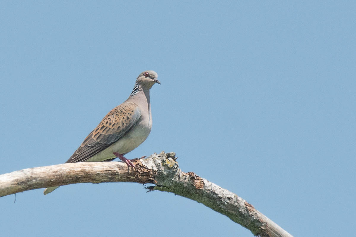 Turkawka (Streptopelia turtur)