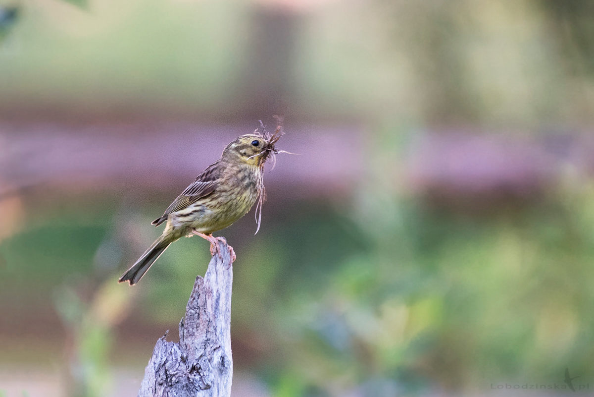 Trznadel (Emberiza citrinella)