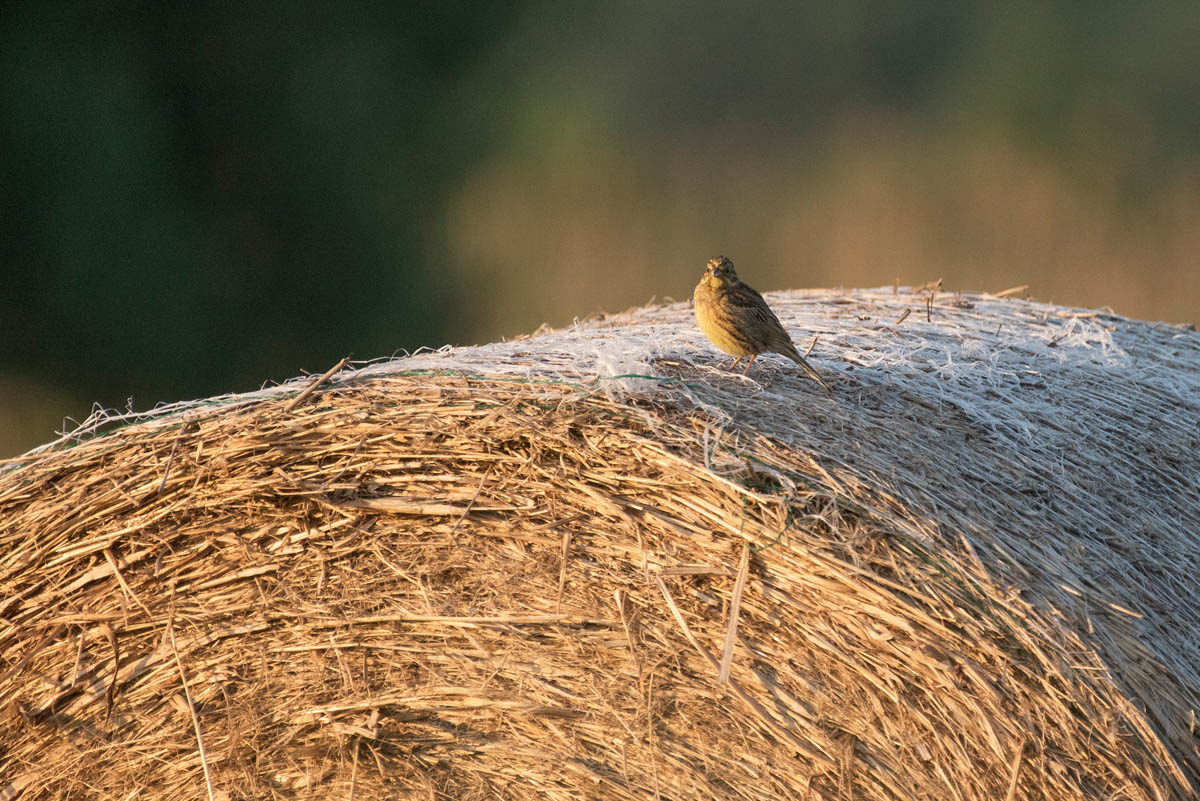 Trznadel (Emberiza citrinella)