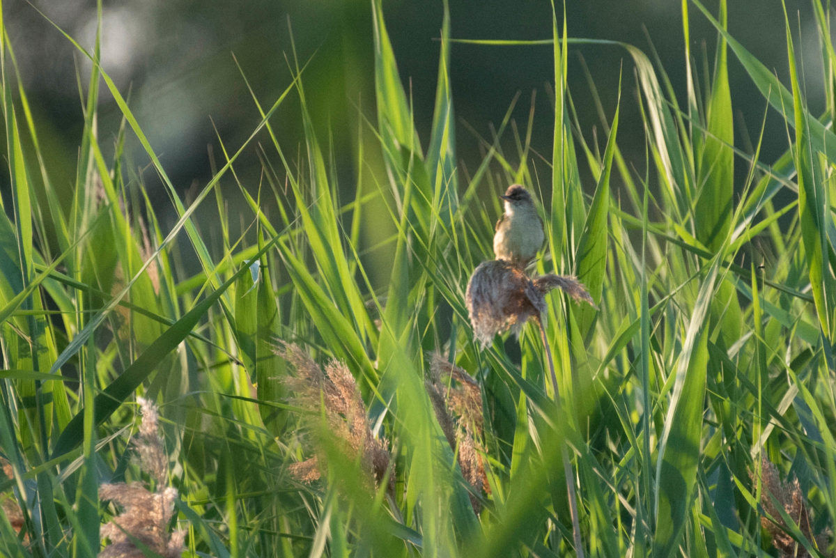 Trzciniak (Acrocephalus arundinaceus)